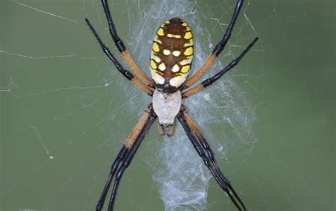 Random Travel Blog Zipper Spider