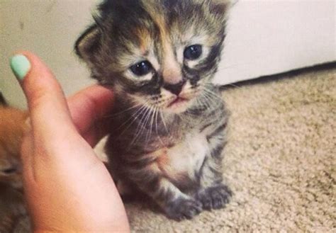 Purrmanently Sad Cat The Adorable Kitten That Will Break Your Heart