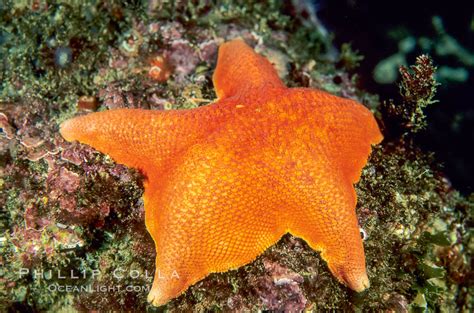 Bat Sea Star Photo Stock Photograph Of A Bat Sea Star Asterina