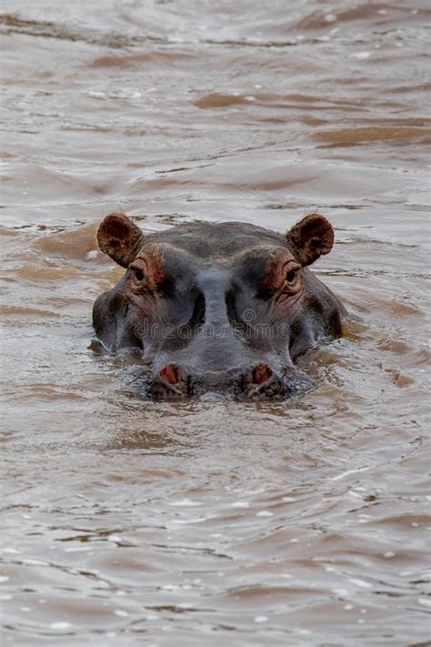 Hippopotamus Head In The Masai Mara Kenya Africa Stock Image Image