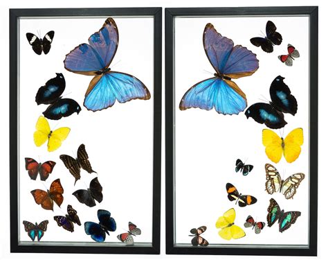 24 Count Real Framed Butterflies 32x20 2 Morpho 22 Mixed Etsy