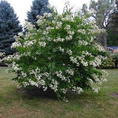 Seven Son Flower Tree Seeds Heptacodium Miconioides 20seeds Etsy