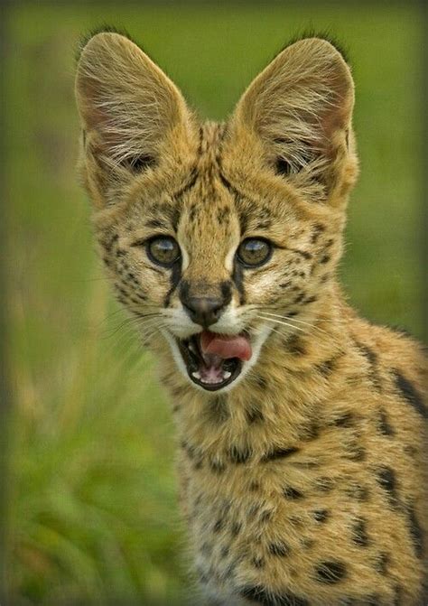 Kitten Serval Kitten Serval Cats African Wild Cat