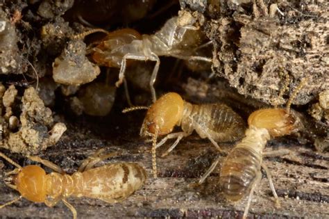 The Most Common Types Of Termites In Texas The Bug Master