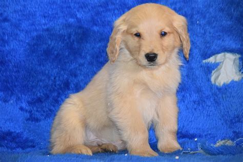 Akc Registered Golden Retriever Puppy For Sale Male Toby Apple Creek