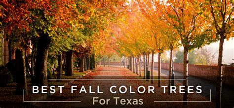 The 5 Best Fall Color Trees For Houston