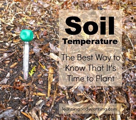 Peas germinate more … if your soil is 40°f (4°c), peas will sprout but it could take weeks. Soil Temperature: The Best Way to Know That It's Time to ...