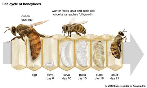 Honeybee Life Cycle Students Britannica Kids Homework Help