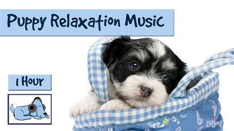 1 Hour Of Puppy Relaxation Music Youtube