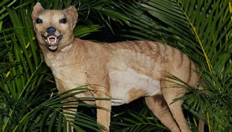 People Are Reporting Sightings Of The Tasmanian Tiger Thought To Be