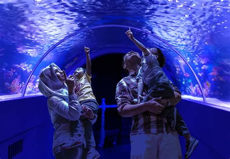 One of the best hotel for your selection if you are planning to visit malacca town, this hotel which is the tallest and outstanding 4 star hotel in malacca city town along with beautiful historic of malacca river and situated around the. The Shore Oceanarium Phase 2 Promises An All New Adventure ...