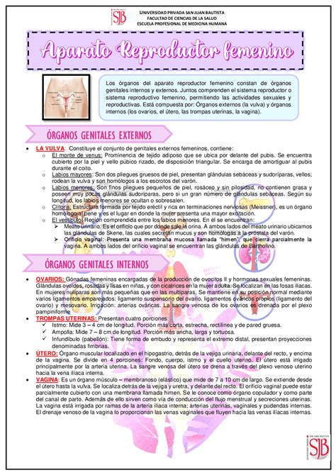Aparato Reproductor Femenimo Resumen Apuntes De Anatomía Docsity