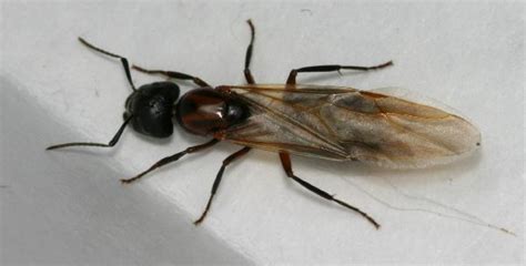 New York Carpenter Ant Queen The Backyard Arthropod Project