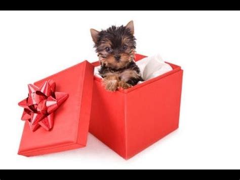 We did not find results for: THE PUPPY GIFT SURPRISE COMPILATION | Yorkie, Dog gifts ...