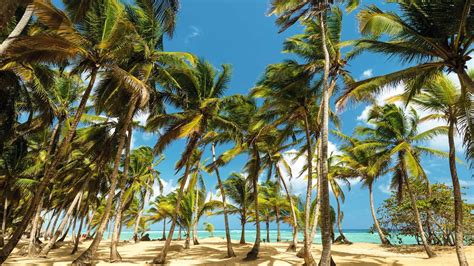 Dominican Republic Holidays 2022 2023 Tuiholidaysie