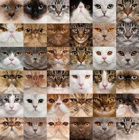 Épinglé par Marie Claire G sur Cat inspiration Races de chats Chats