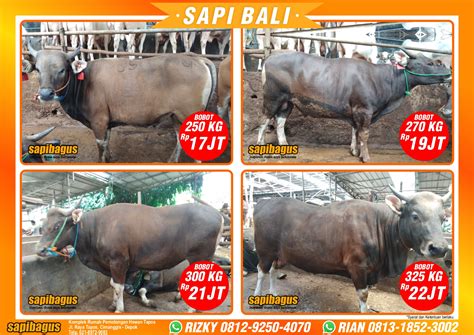 Promosi Harga Sapi Bali Qurban 2020 1 Sapibagus Academy