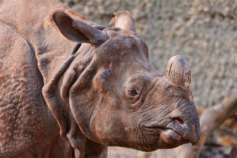 Female Rhino A Portrait Of One Of The Female Rhinoceros Of Flickr