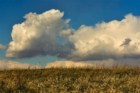 Big White Puffy Clouds Over Grassy Landscape Stock Photo Image Of