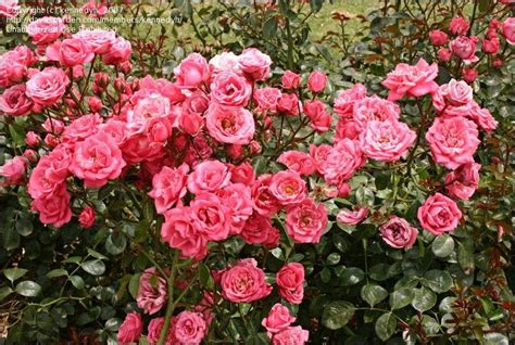 Plantfiles Pictures Floribunda Rose Bella Rosa Rosa By Kennedyh