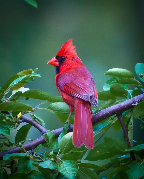 Red Cardinal On Branch Photograph By Jiayin Ma Pixels
