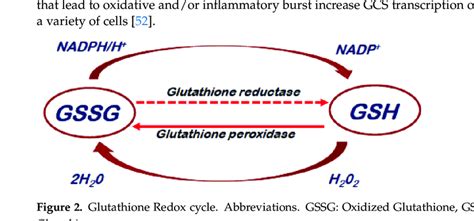 Glutathione Redox Cycle Abbreviations Gssg Oxidized Glutathione