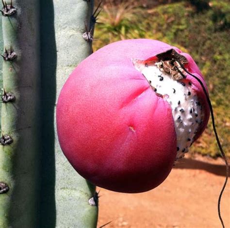 Cereus Peruvianus Care And Cultivation Of This Very Tasty Cactus