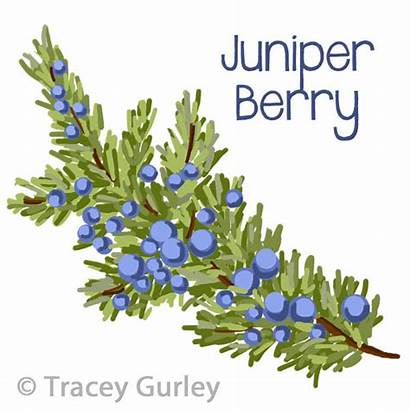 Juniper Berry Clipart Branch Berries Clip Cedar