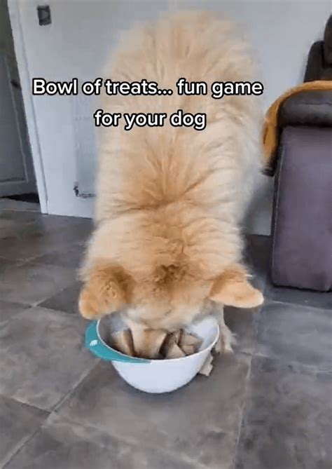 Bowl Of Treats Easy Games For Dogs Bounce And Bella