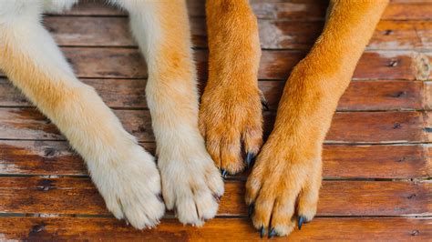 Top 60 Imágenes Sobre Cuantas Uñas Tienen Los Perros Recién