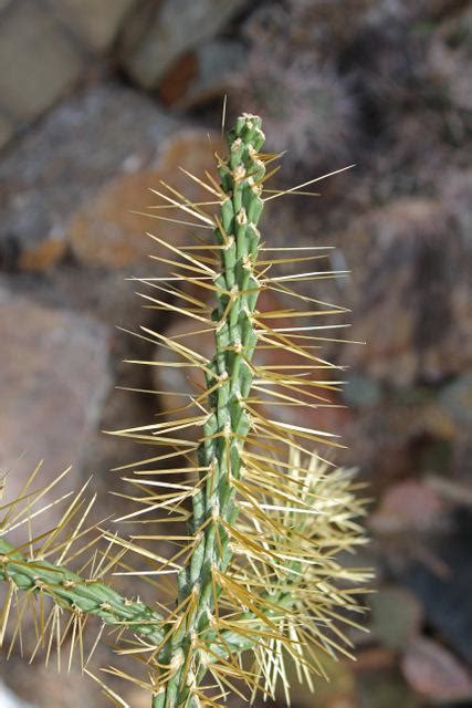 Photo Of The Thorns Spines Prickles Or Teeth Of Thistle Cholla