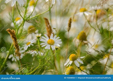 Camomile Stock Image Image Of Effloresce Chamomile 192848561