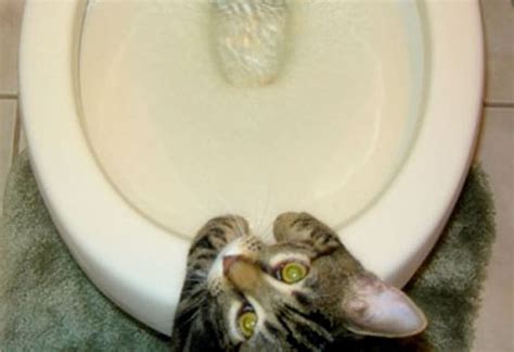 5 Signs Your Cat Has Urinary Tract Disease Petmd