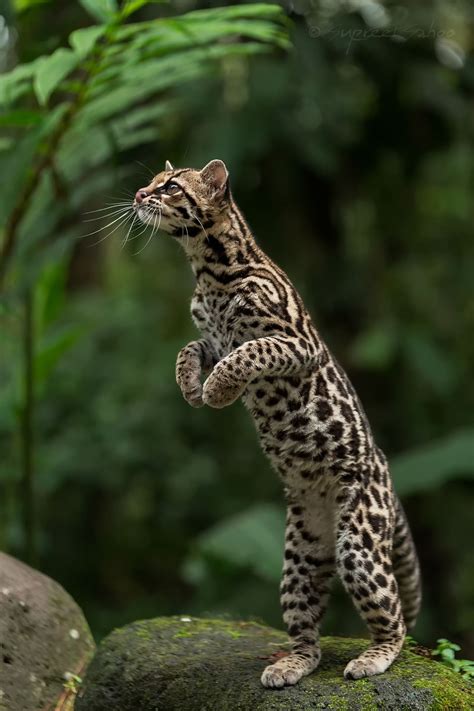 A Margay Photographed Near One Of The Active Volcanoes In Costa Rica