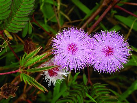 How To Grow And Care For Mimosa World Of Flowering Plants