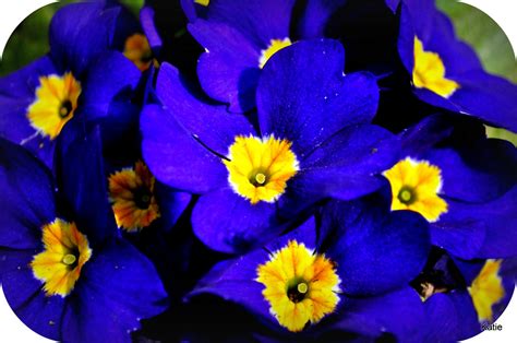 Blue And Yellow Flowers More Flowers From An Afternoon Wal Flickr