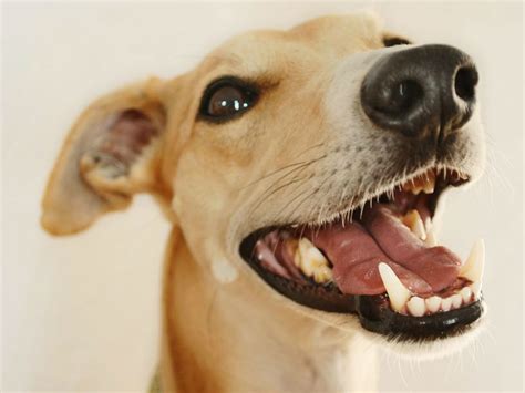 Interesting Facts About Your Dogs Teeth Dogs Love Us More