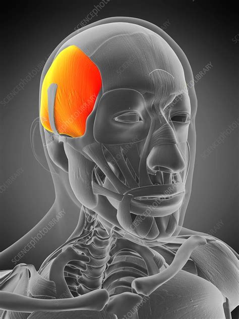 Temporalis muscle, illustration - Stock Image - F029/4872 - Science