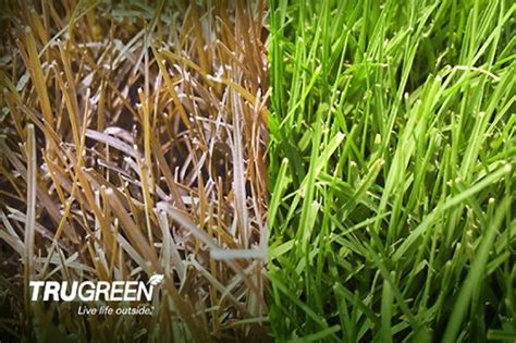 How To Care For A Bermudagrass Lawn This Winter Trugreen