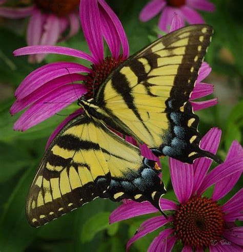 Pin By Wayne On Butterflies Insect Photography Beautiful Butterflies