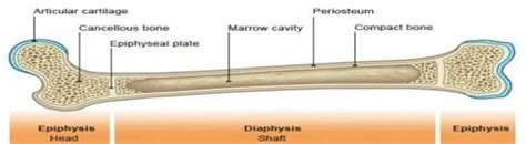 Composition And Structure Of Long Bone And Skeleton Function Course