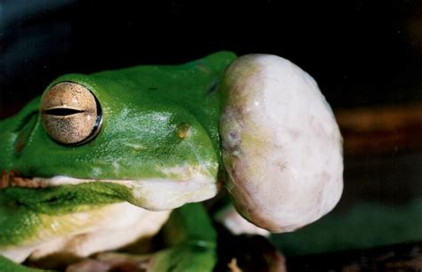 Frog Diseases Wet Tropics Management Authority