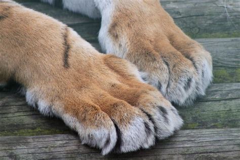 Tiger Feet Taken At Paradise Wildlife Park Clairep46 Flickr