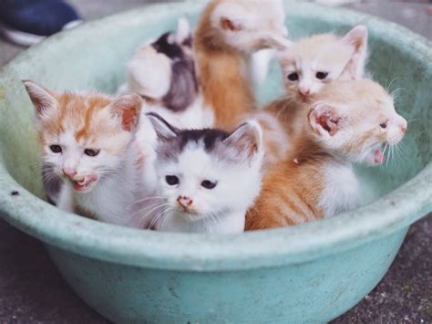 A Group Of Newborn Kittens Cat Kitten Kitty Lovely Cute Cutest