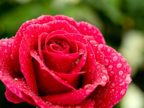 Rosen Sind Rot Romantische Blumen Gartendekor Rosen