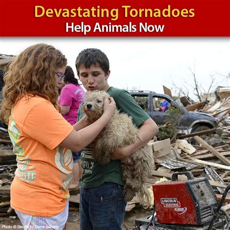 Devastating Tornadoes Help Animals Now Oklahoma Tornado Animal