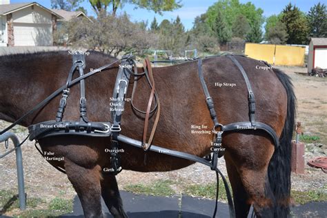 Choosing Harness for Your Driving Horse | Horses, Horse harness, Horse gear