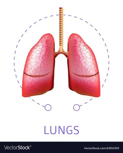 Human Lungs Internal Respiratory System Organ Vector Image
