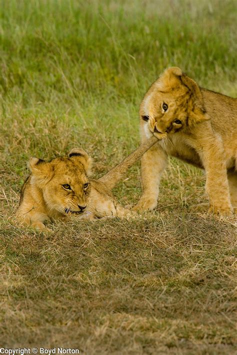 Lion Cubs Playing Serengeti National Park Tanzania Boyd Norton
