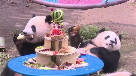 В Чунцин панди близнаци отпразнуваха втория си рожден ден